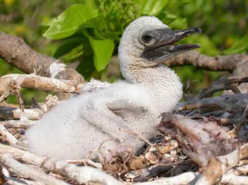 中国的热带海鸟——红脚鲣鸟 中国的热带海鸟——红脚鲣鸟