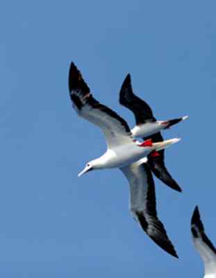 红脚鲣鸟的筑巢和繁殖