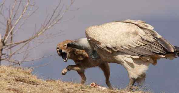 秃鹫打不过豺