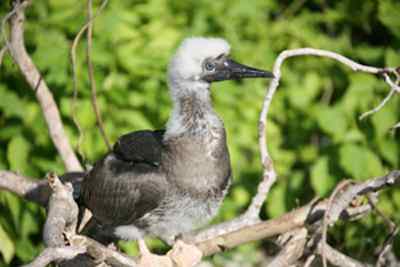 红脚鲣鸟的筑巢和繁殖 红脚鲣鸟的筑巢和繁殖