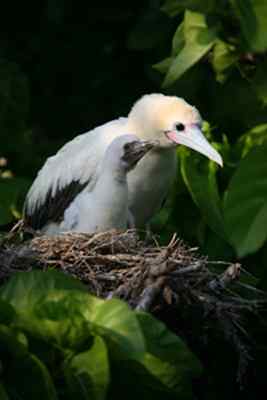 红脚鲣鸟的筑巢和繁殖 红脚鲣鸟的筑巢和繁殖
