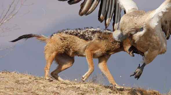 秃鹫打不过豺