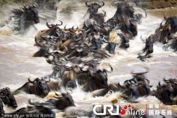 非洲动物——百万牛羚大迁徙