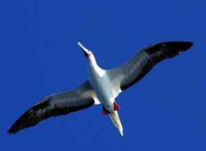 中国的热带海鸟——红脚鲣鸟