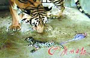 我国华南虎数量——正好100只！