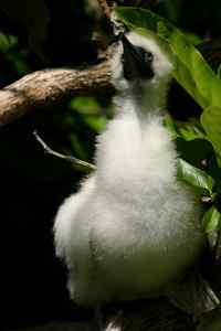 中国的热带海鸟——红脚鲣鸟 中国的热带海鸟——红脚鲣鸟