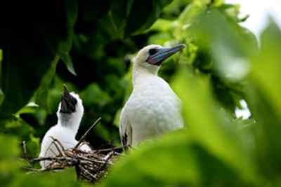 红脚鲣鸟的筑巢和繁殖 红脚鲣鸟的筑巢和繁殖