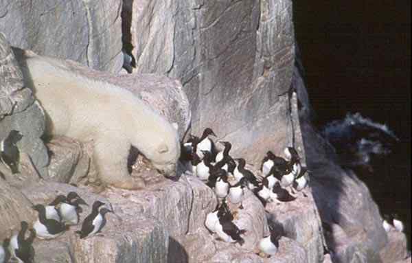 北极熊上山掏鸟蛋