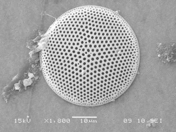 朝鲜半岛发现200多种新物种(组图)