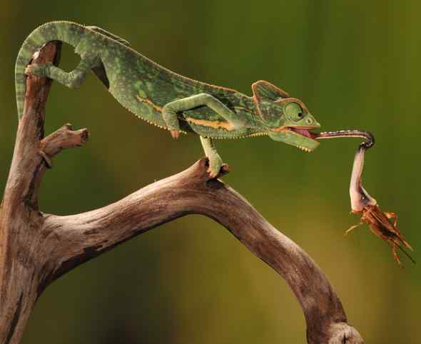 摄影陷阱冻结动物猎食的精彩瞬间