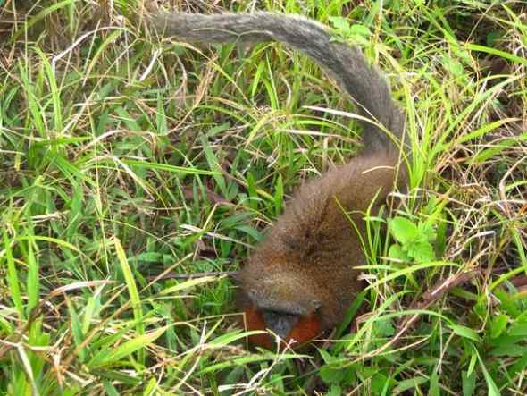 亚马逊雨林长着红色胡须的猴子：红须伶猴