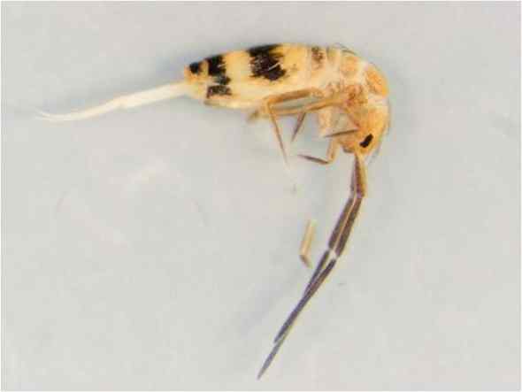 朝鲜半岛发现200多种新物种(组图)