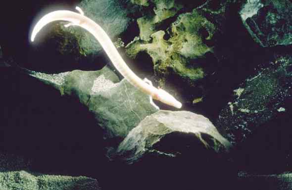 长得像人的两栖动物——洞螈，寿命可达百岁