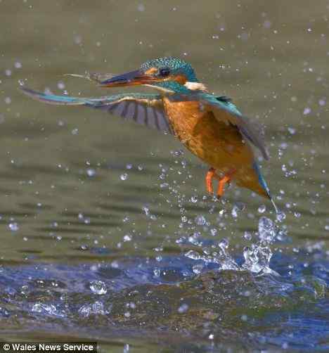 这岁月中最值得留恋的竟然是一声消逝的鸟鸣