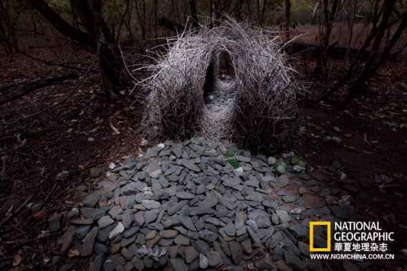 园丁鸟：有房的成功人士方能保证基因延续(组图)