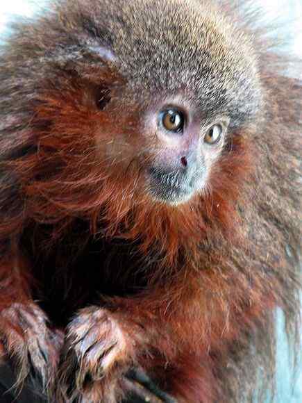 亚马逊雨林长着红色胡须的猴子：红须伶猴