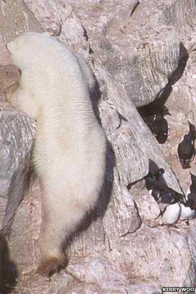 北极熊上山掏鸟蛋