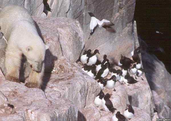 北极熊上山掏鸟蛋