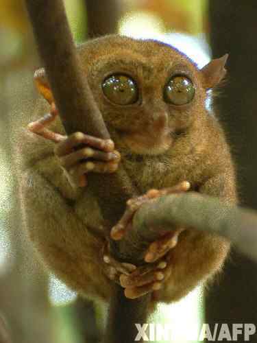 【连载】计算机出版社OReilly《UNIX技术手册》封面上的动物——眼镜猴