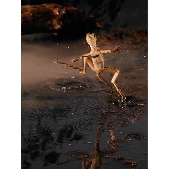 摄影陷阱冻结动物猎食的精彩瞬间