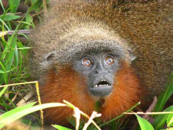 亚马逊雨林长着红色胡须的猴子：红须伶猴
