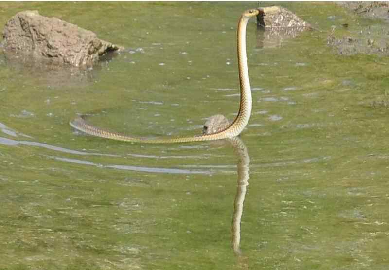 鸟为食亡 灰鹭死于夺命渔网