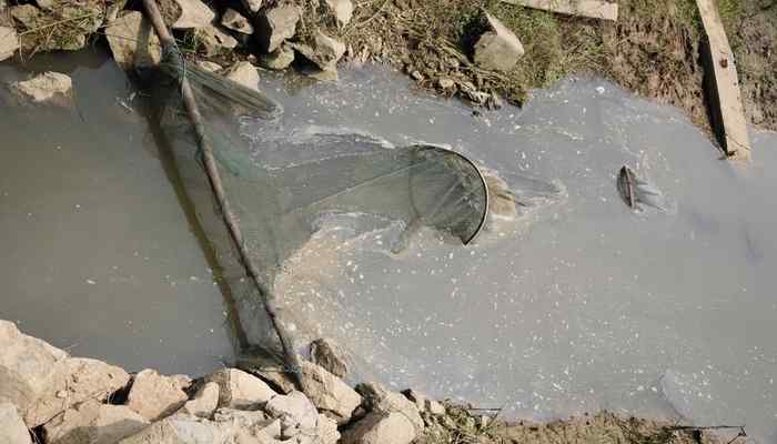 鸟为食亡 灰鹭死于夺命渔网