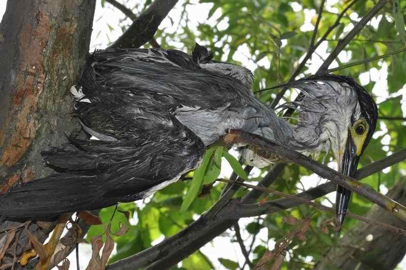 鸟为食亡 灰鹭死于夺命渔网