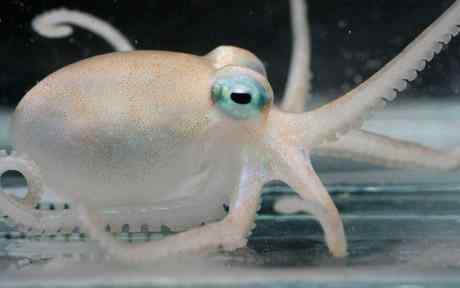 新物种：南极地区四种带有毒液的章鱼