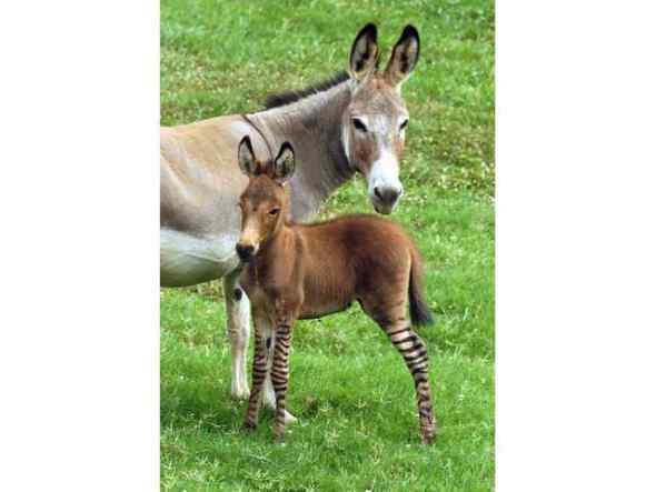 斑马和驴杂交=斑驴 (图)