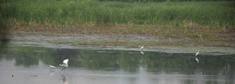 鸟为食亡 灰鹭死于夺命渔网