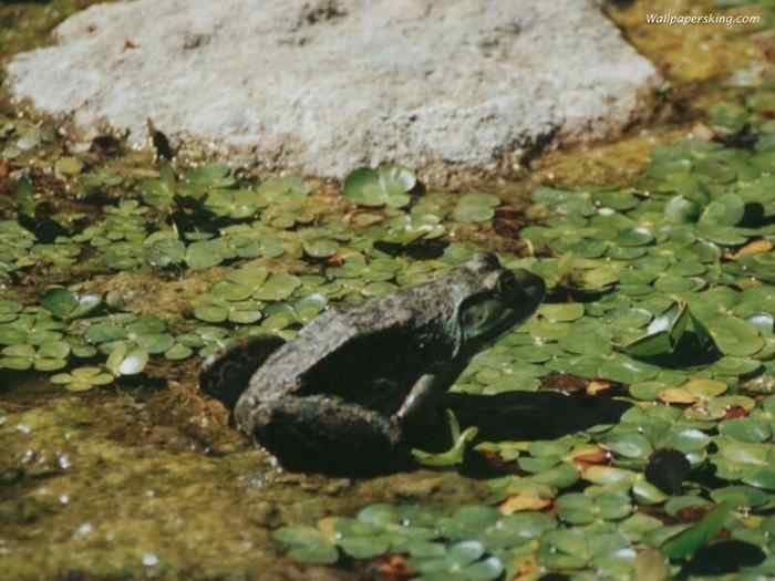 鸟为食亡 灰鹭死于夺命渔网