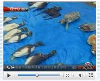 500多只麦哲伦企鹅横尸巴西海滩