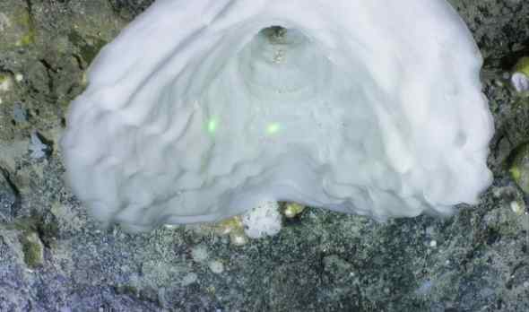 深海发现11种新物种:白色海绵铺成壮观海床