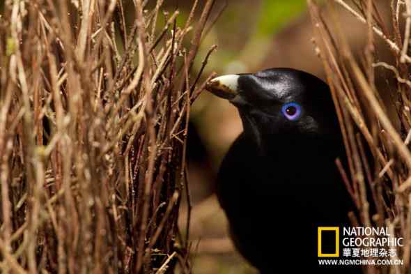 园丁鸟：有房的成功人士方能保证基因延续(组图)