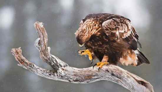 猛禽大战——金雕和白尾海雕的战争