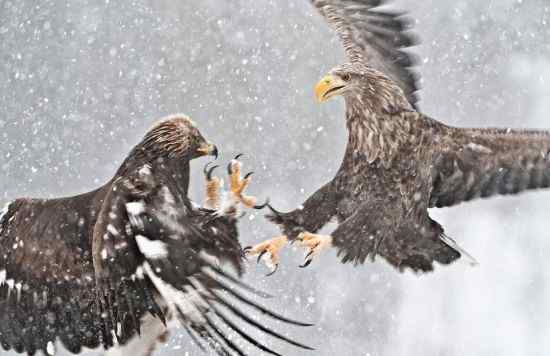 猛禽大战——金雕和白尾海雕的战争