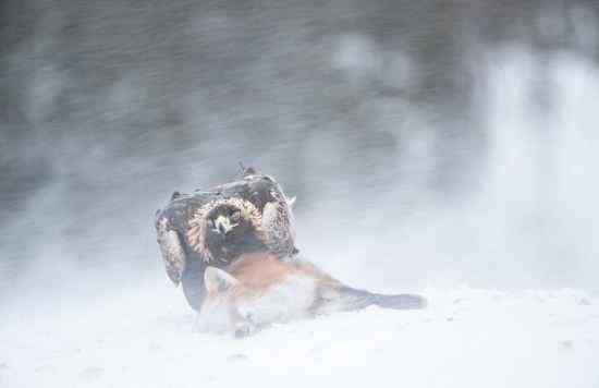 猛禽大战——金雕和白尾海雕的战争