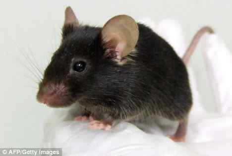转基因动物：听老鼠在唱歌