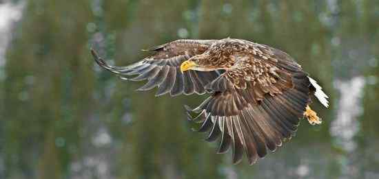 猛禽大战——金雕和白尾海雕的战争