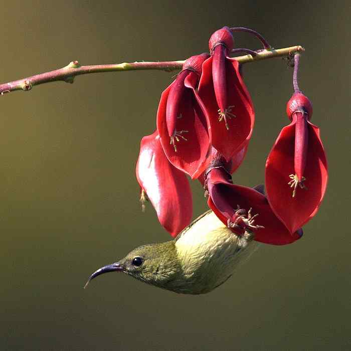 鸟坚强的震撼力