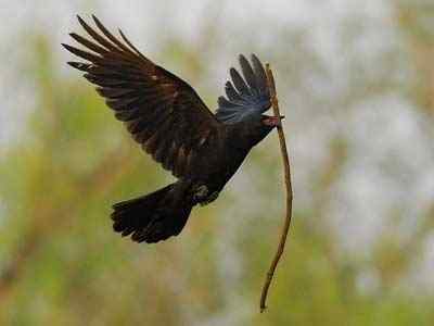 乌鸦竟然懂得推理 比大猩猩还聪明