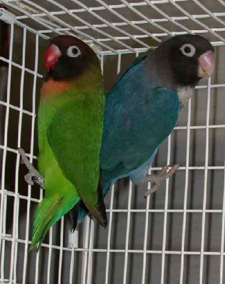 鹦鹉大全——黑颊爱情鸟