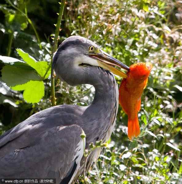 【组图】苍鹭连捕两条红色鲤鱼——锦鲤