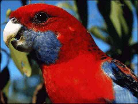 鹦鹉大全——北深红玫瑰鹦鹉