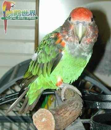 鹦鹉繁殖——自动孵化器内的相对湿度