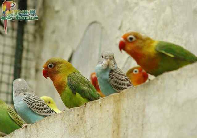 鹦鹉繁殖——蛋的翻转