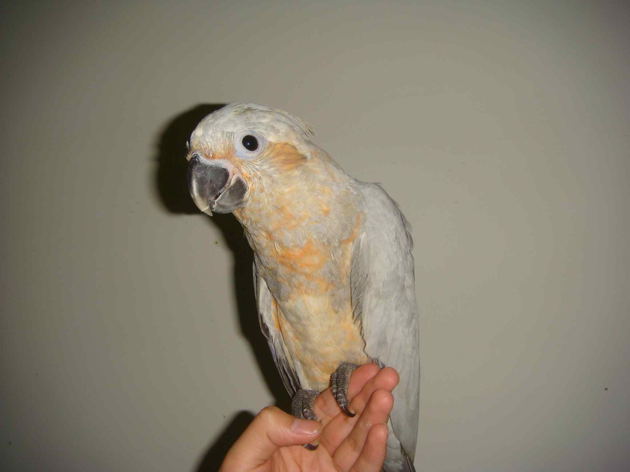 鹦鹉便秘怎么办？