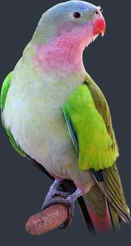 鹦鹉大全——公主鹦鹉 Princess Parrot