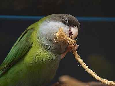 鹦鹉大全——西亚拉鹦鹉